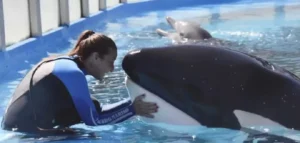 Morre Kshamenk, a última orca em cativeiro na América do Sul, aos 36 anos na Argentina
