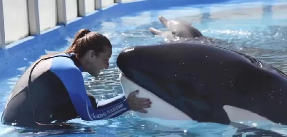 Morre Kshamenk, a última orca em cativeiro na América do Sul, aos 36 anos na Argentina