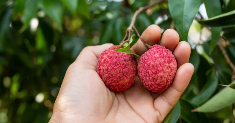 Lichia Faz Mal? A Verdade Sobre os Riscos e Benefícios Desta Fruta Tropical